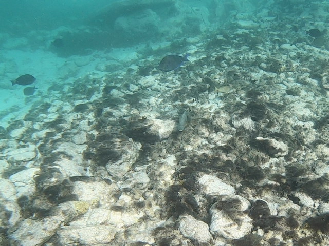 Poissons tropicaux Aruba