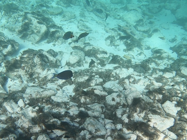 Poissons tropicaux Aruba