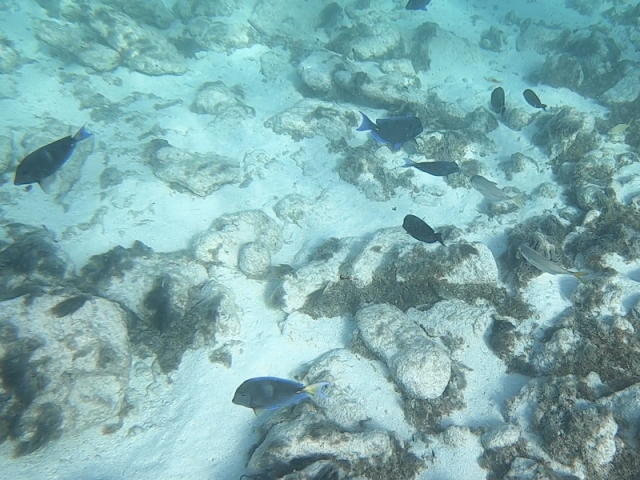 Poissons tropicaux Aruba