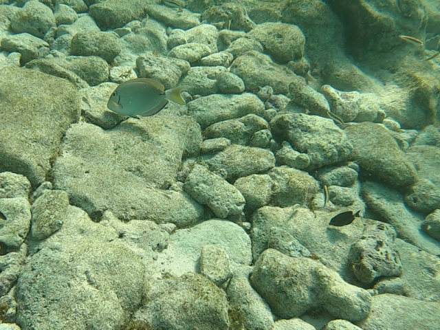 Poissons tropicaux Aruba