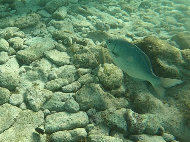 Poissons tropicaux Aruba