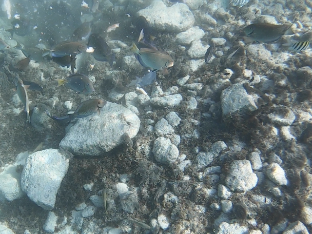 Poissons tropicaux Aruba