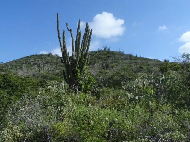 Cactus de la côte Nord d'Aruba