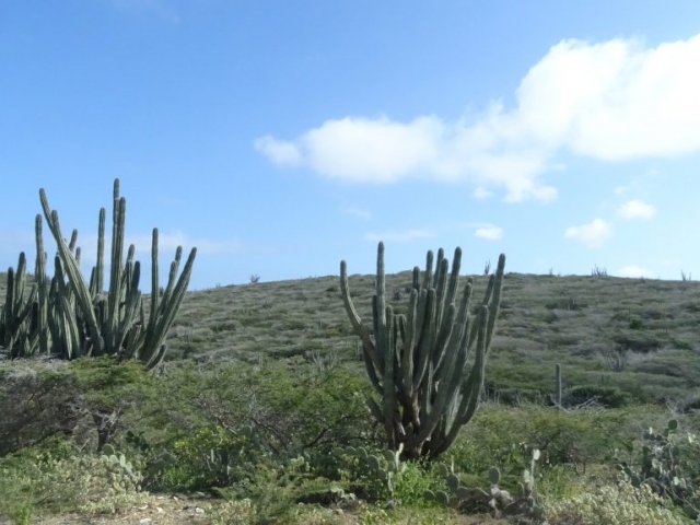 Cactus de la côte Nord d'Aruba
