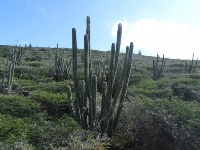 Cactus de la côte Nord d'Aruba