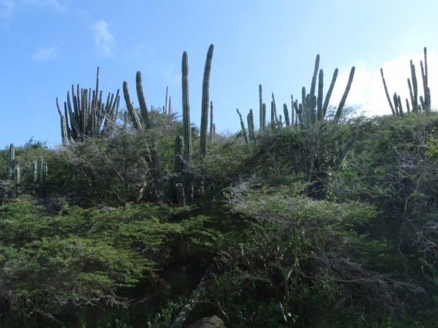 Cactus de la côte Nord d'Aruba