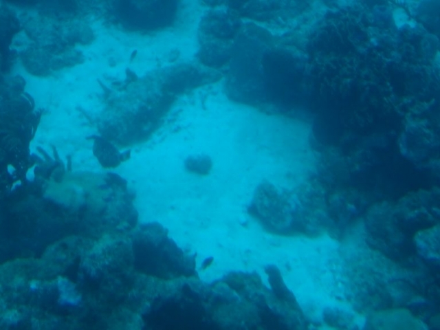 Les fonds marin de la baie