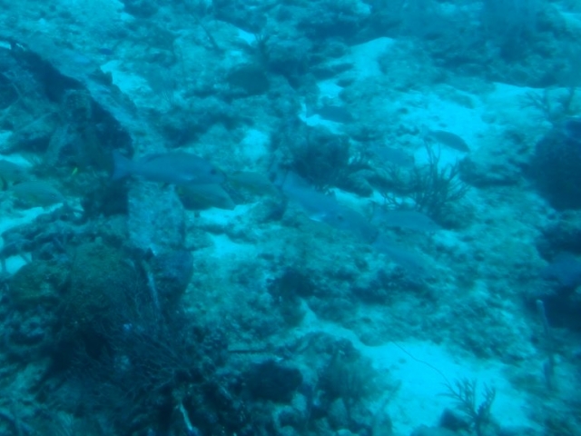 Les fonds marin de la baie