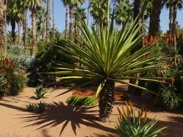 Jardin de Majorelle