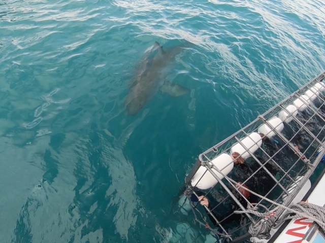 Atlantique sud Requin 1