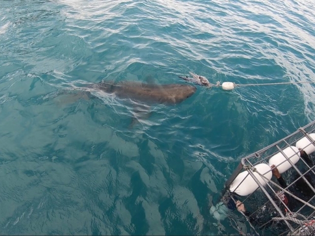 Atlantique sud Requin 1