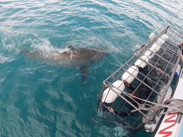 Atlantique sud Requin 1