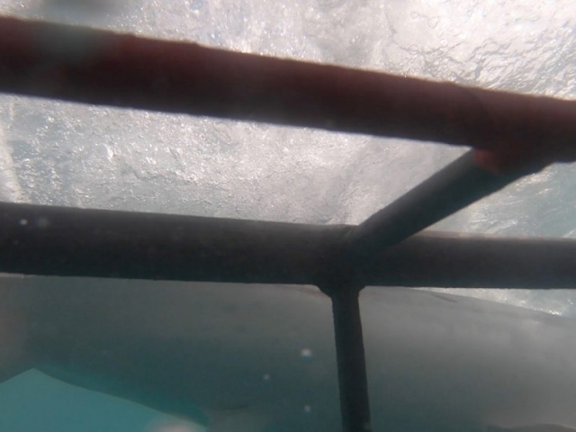 Atlantique Sud 2eme requin vue cage