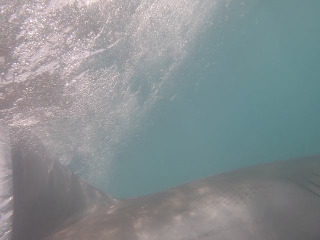 Atlantique Sud 2eme requin