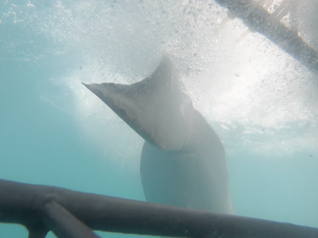 Atlantique Sud 2eme requin vue cage