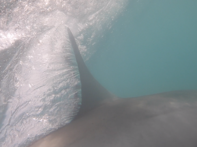 Atlantique Sud 2eme requin