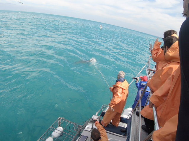 Atlantique sud Premier requin