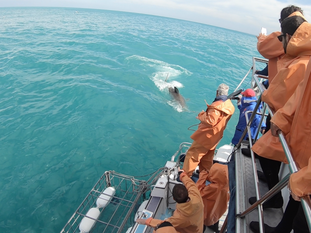 Atlantique sud Premier requin