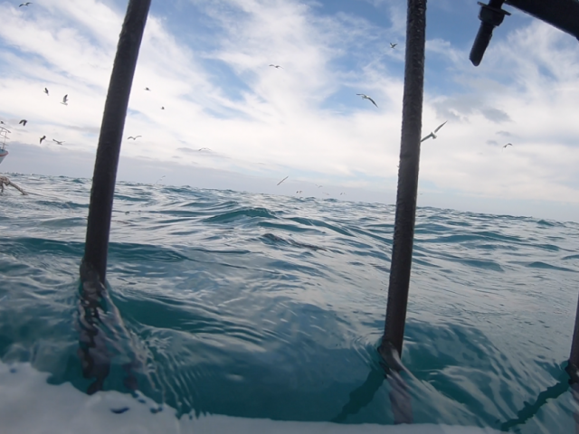 Atlantique Sud Vue dans la cage