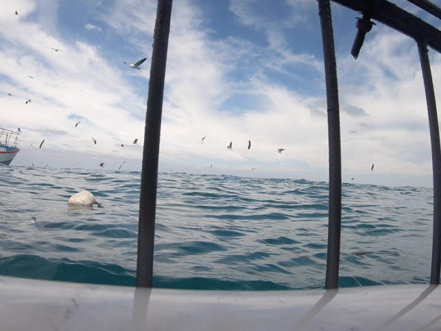 Atlantique Sud Vue dans la cage