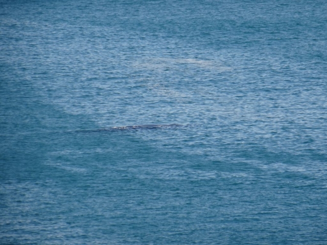 Baleine et son petit