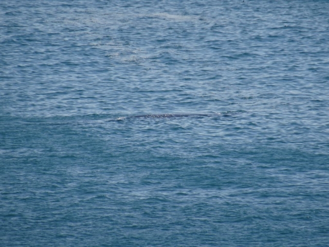 Baleine et son petit