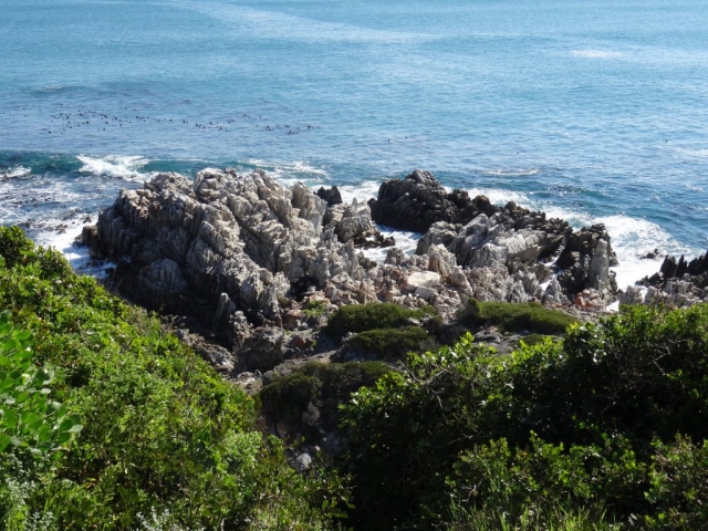 sanctuaire pour pingouins