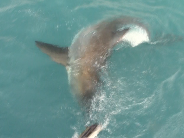 Atlantique Sud 2eme requin