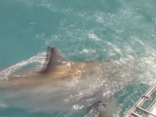 Atlantique Sud 2eme requin