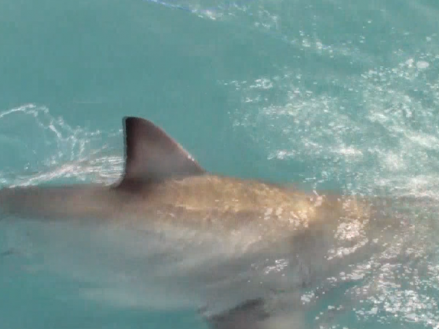 Capture d’écran 2019-07-01 à 22.53.03
