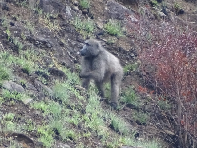 Singe des montagnes de DRAKENSBERG