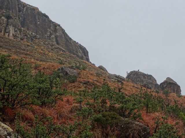 Montagne de DRAKENSBERG