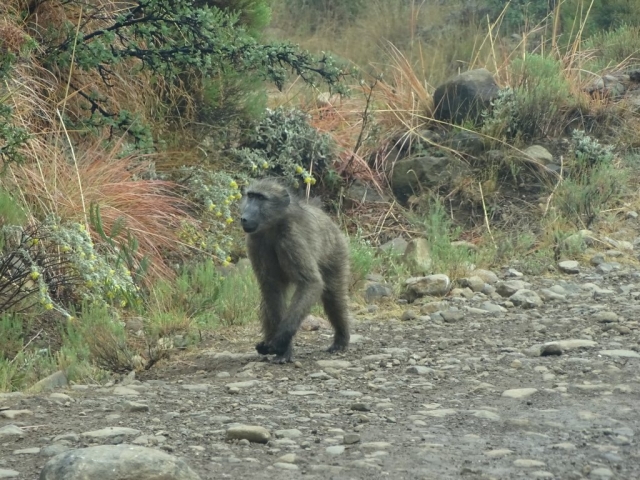 Singe des montagnes de DRAKENSBERG