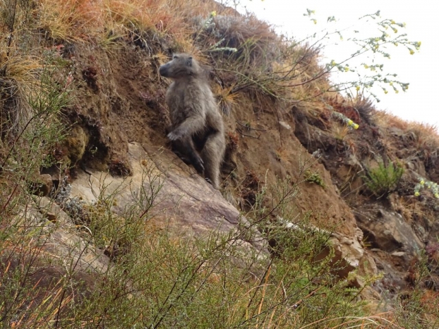 Singe des montagnes de DRAKENSBERG
