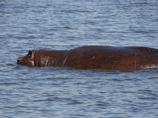 Hippopotames Parc Chobe