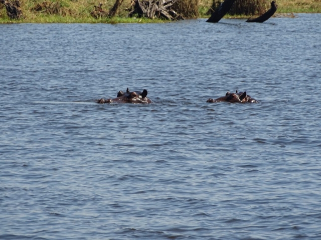 Hippopotames Parc Chobe