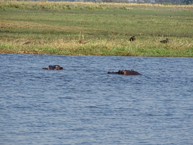 Hippopotames Parc Chobe