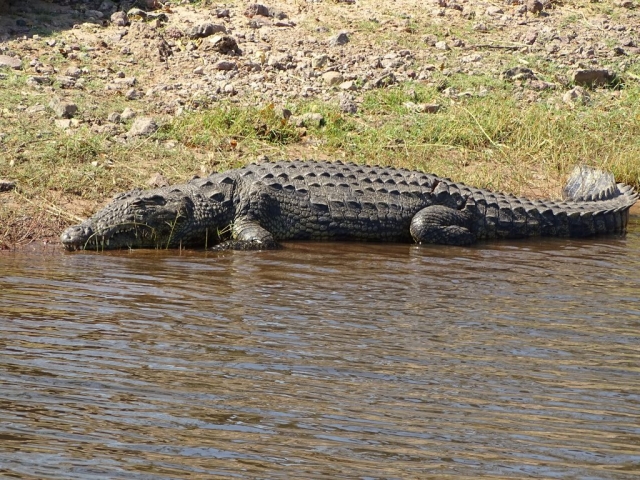 Crocodile Parc Chobe