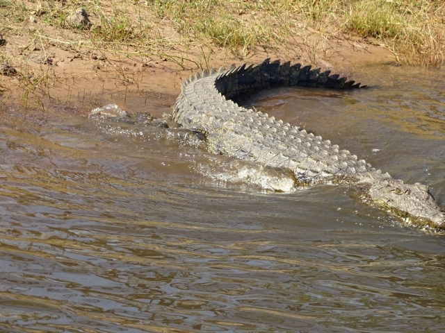 Crocodile Parc Chobe