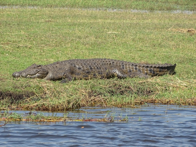Crocodile Parc Chobe