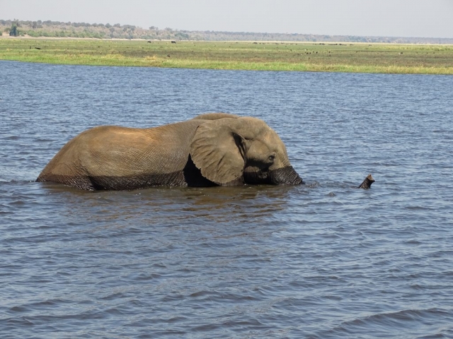 Eléphants parc Chobe
