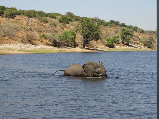 Eléphants parc Chobe