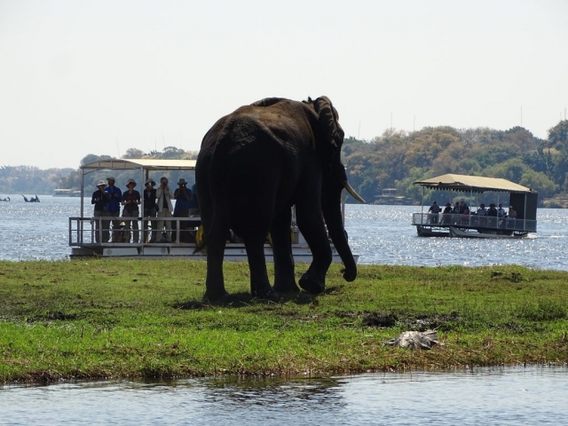 Éléphants sur l'autre rive