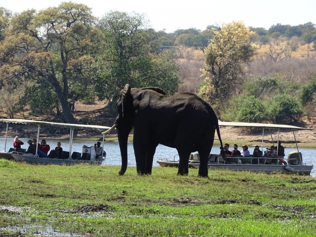 Éléphants sur l'autre rive