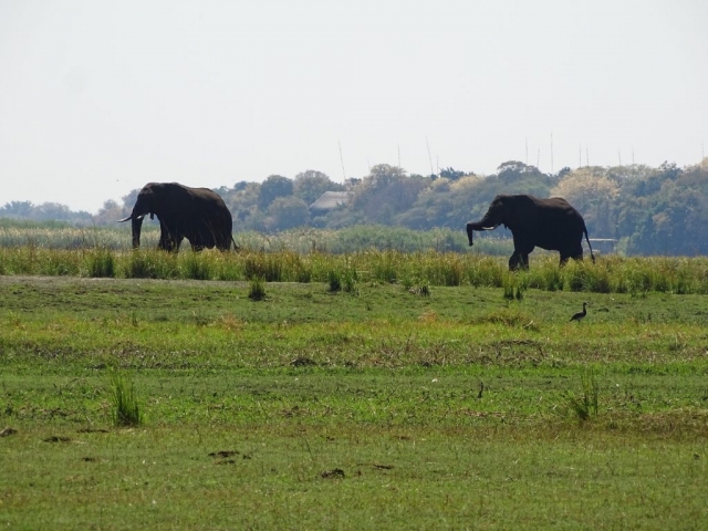Éléphants sur l'autre rive