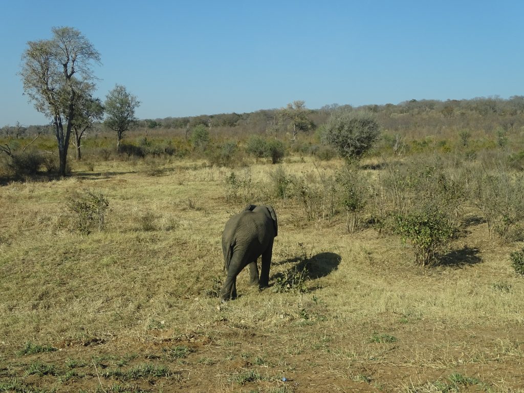Elephant Zimbabwe