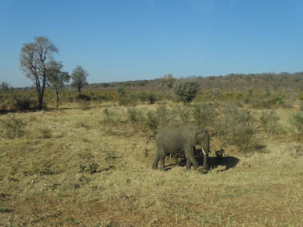 Elephant Zimbabwe
