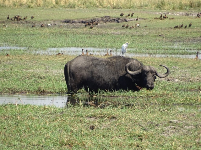 Buffle Parc Chobe