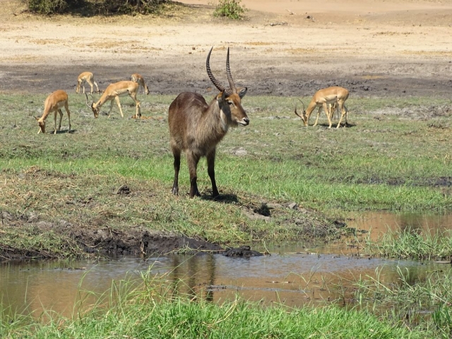 Les Lechwes Parc Chobe