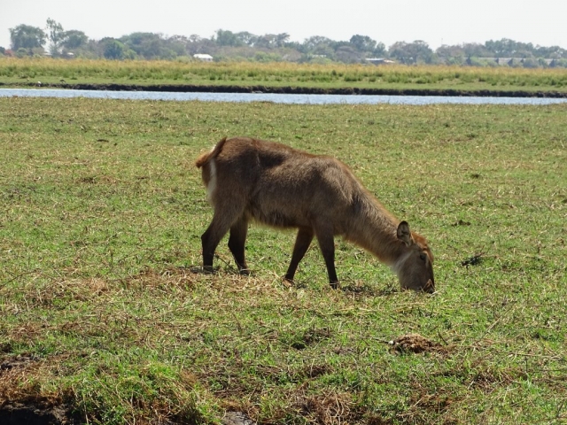 Les Lechwes Parc Chobe